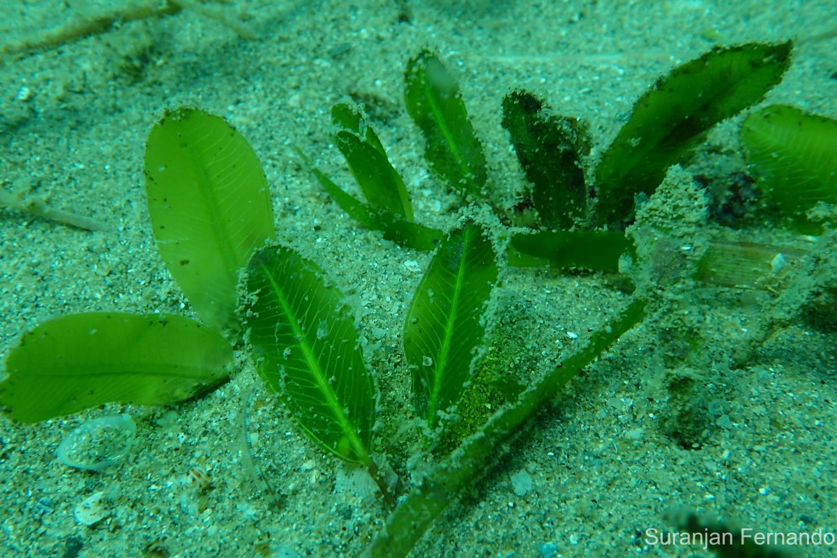 Halophila ovalis (R.Br.) Hook.f.